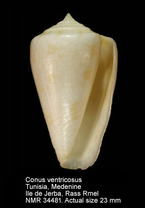 Conus ventricosus (26).jpg - Conus ventricosusGmelin,1791